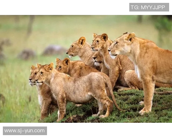 雄性美洲虎与雄狮的巅峰对决谁才是丛林之王的真正霸主